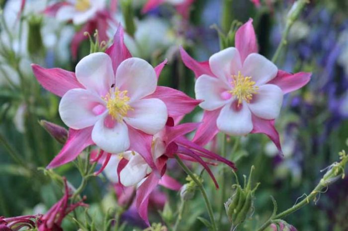 How to plant columbine seeds