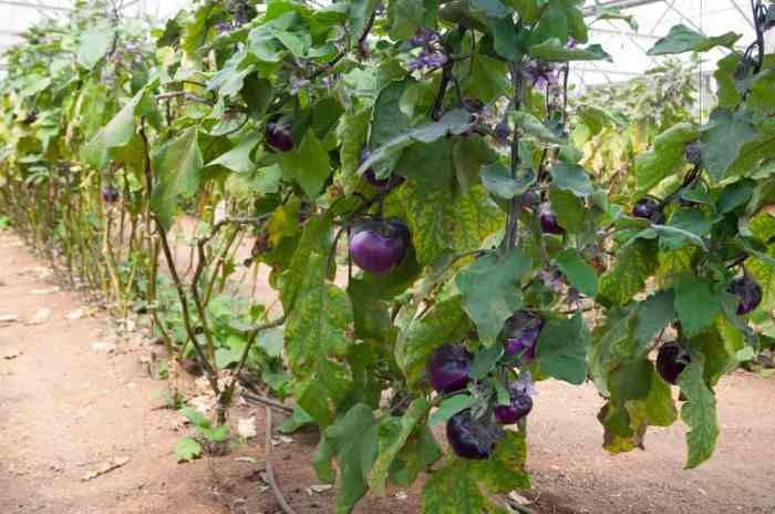 Seeds eggplant aubergine melongena esculentum solanum var egg bibit unggul memilih