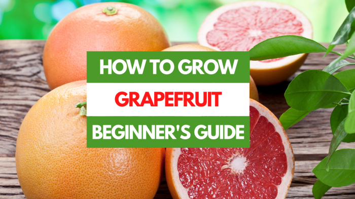 How to plant grapefruit seeds