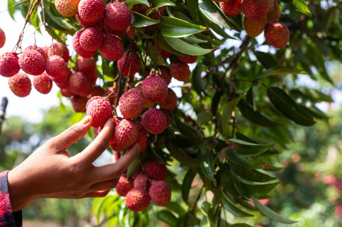 Lychee tree grow seed seeds germination