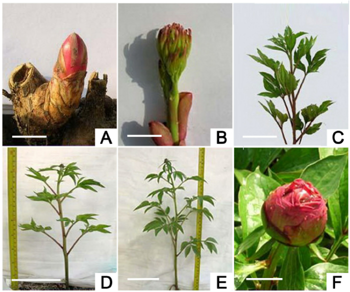 How to plant peonies from seed