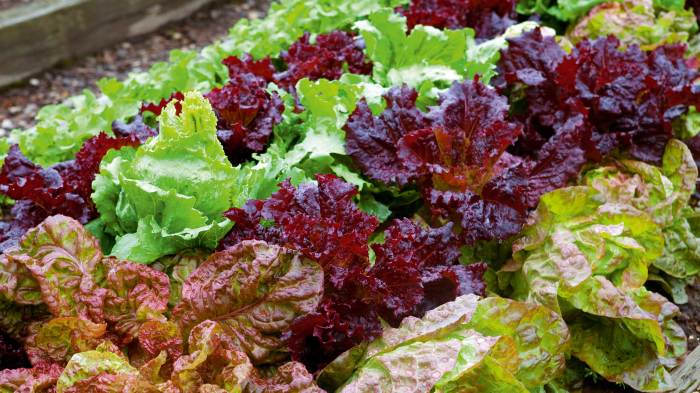 When to plant lettuce seeds