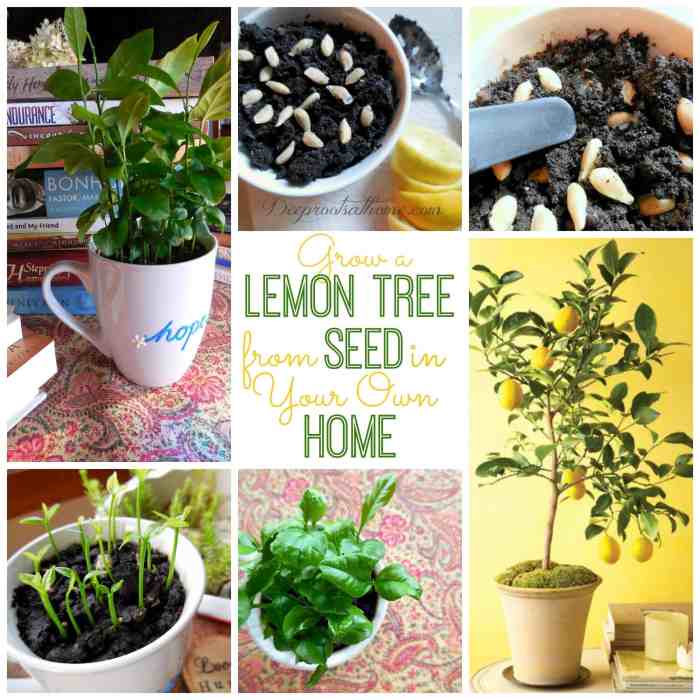 Lemon seed tree seeds grow inches soil least roots planted ready long when