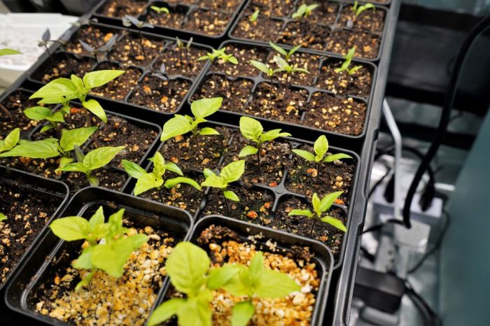 When to plant pepper seeds