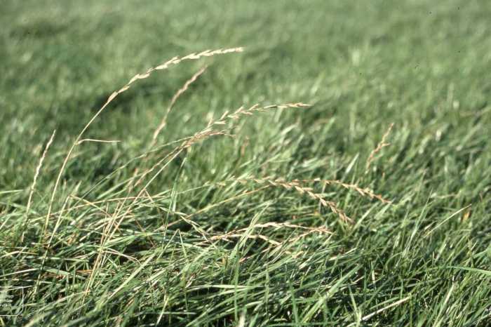 How to plant rye grass seed