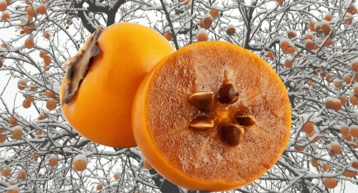 How to plant a persimmon seed