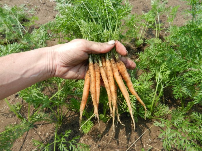 How to plant carrots from seed