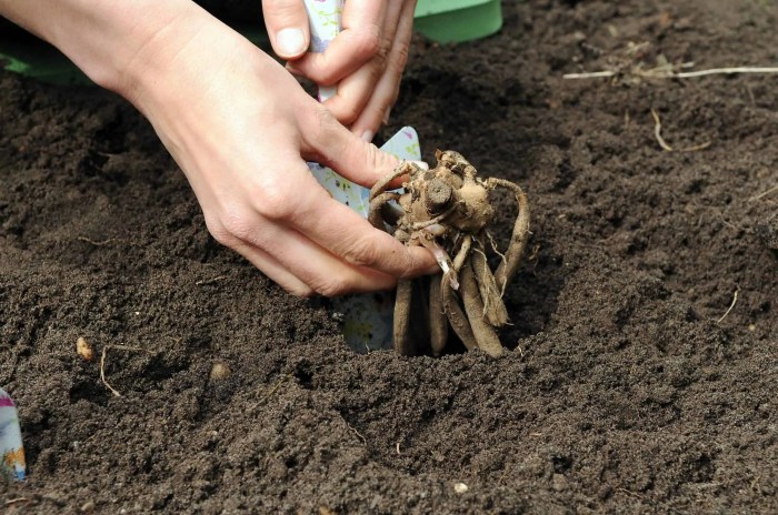 Dahlias seed grow plants seeds