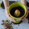 When to Plant Avocado Seeds in Soil