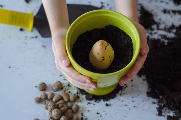 When to plant avocado seeds in soil