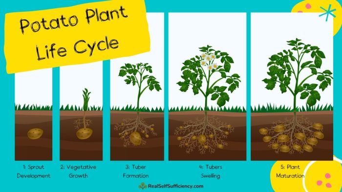 How do you plant potato seeds