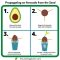 Can You Plant Avocado Seeds?