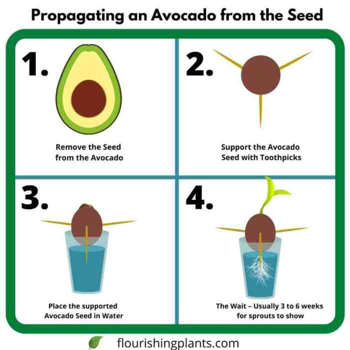 Can you plant avocado seeds