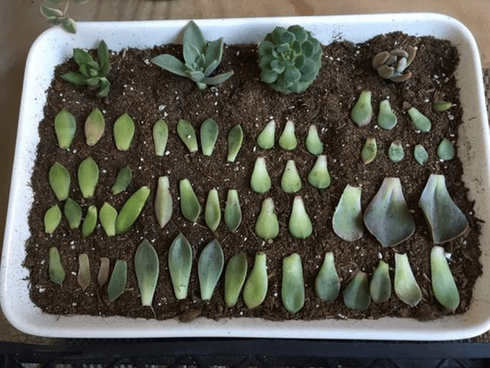 How do you plant succulent seeds