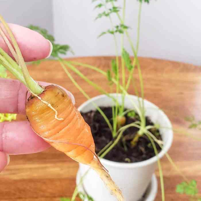 Where are carrot seeds on the plant