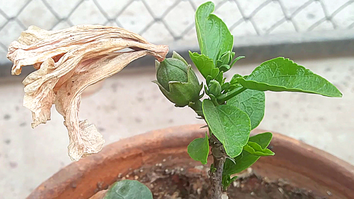 When to plant hibiscus seeds