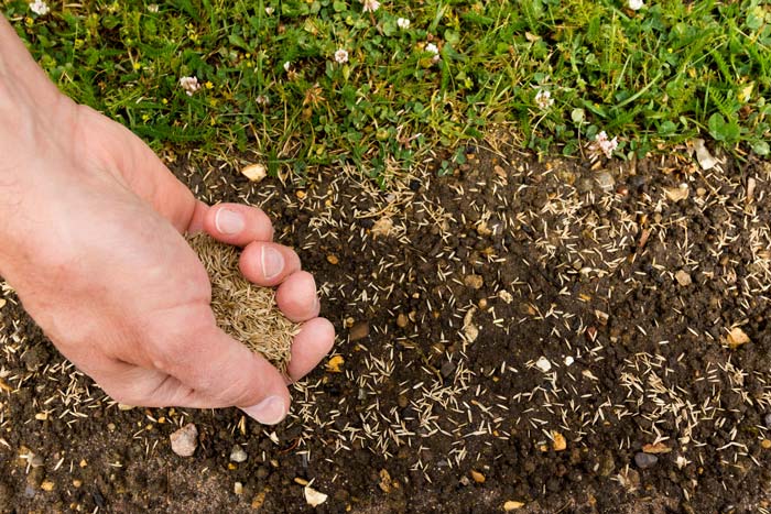 How deep to plant grass seed