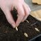 How to Plant Spaghetti Squash Seeds