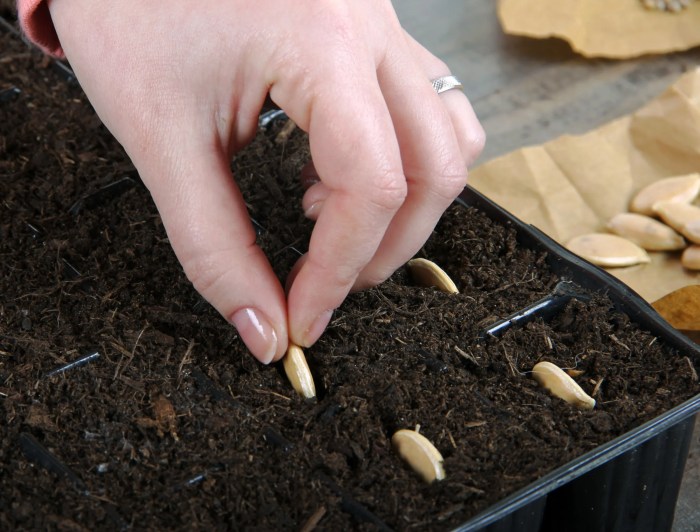 How to plant spaghetti squash seeds