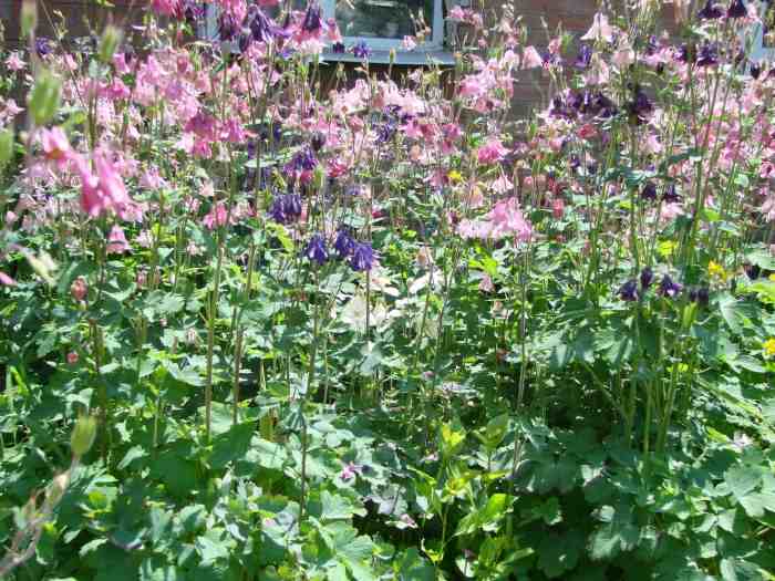 How to plant columbine seeds