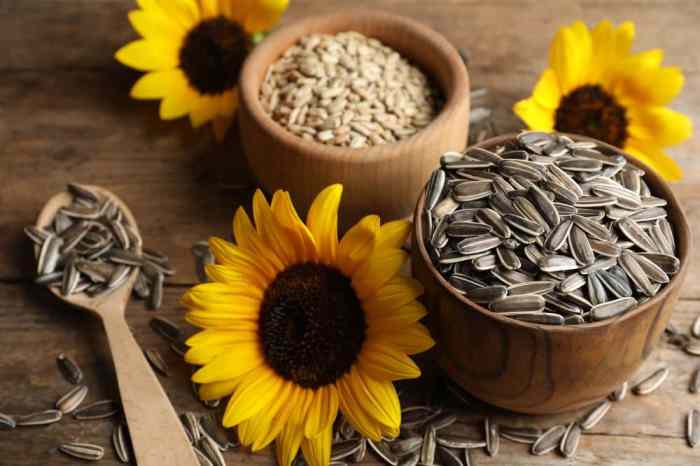 Seeds sunflower sunflowers growing grow when plant seedling flowers harvest long garden way need not produce edible have big practicalselfreliance