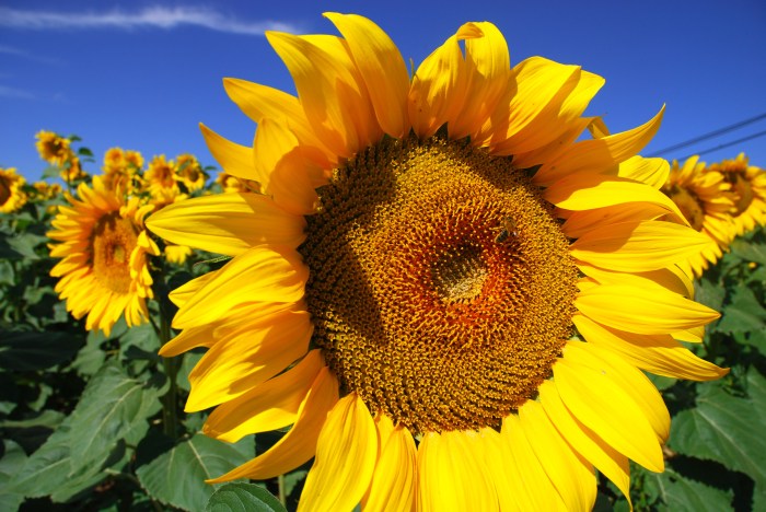 How many sunflower seeds per plant