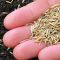 When Should You Plant Grass Seed?