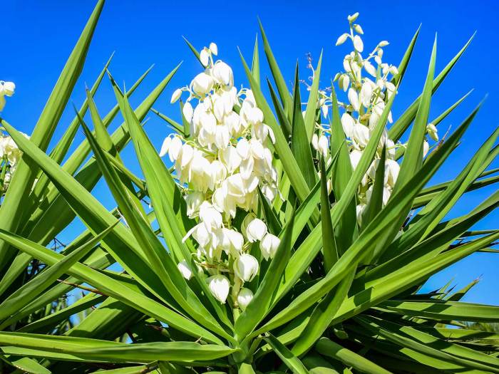 How to plant yucca seeds