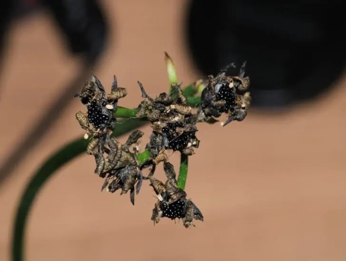 How to plant a venus fly trap seed