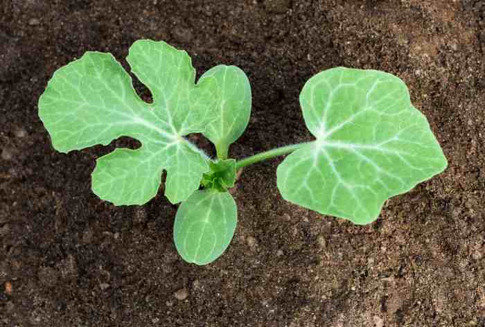 How can you plant watermelon seeds