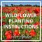 When to Plant Wildflower Seeds