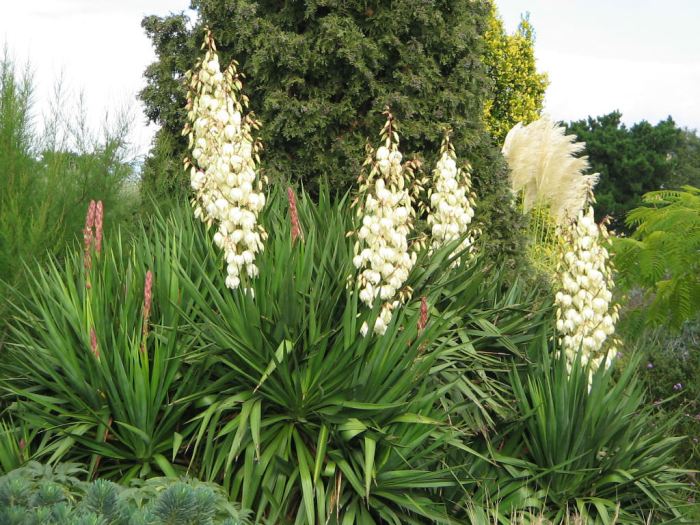 Yucca worldofsucculents grow lovethegarden succulents plante filamentosa growing