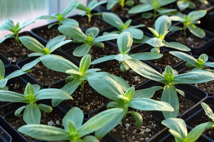 When can i plant zinnia seeds