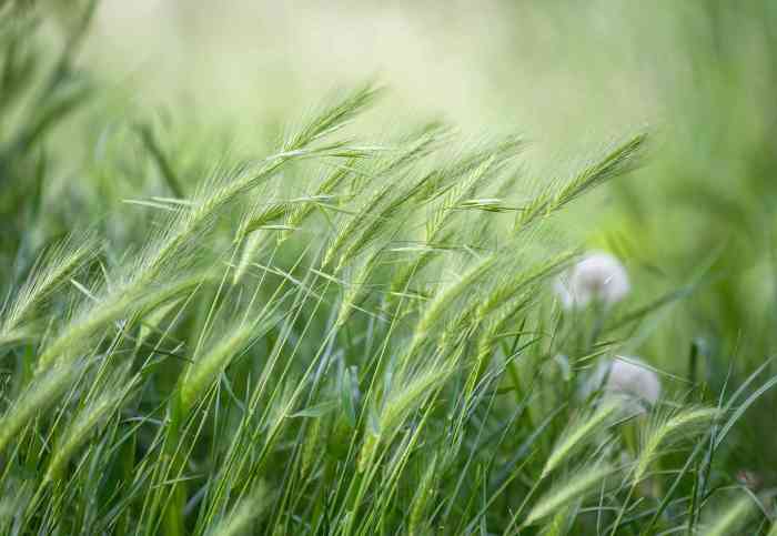 When to plant winter rye seed