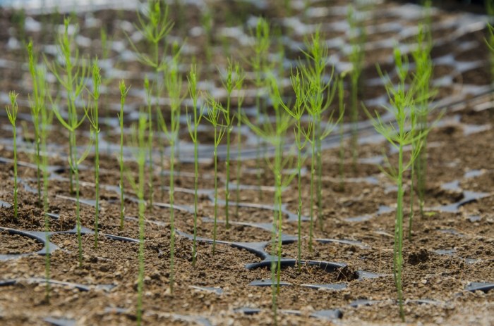 How to plant asparagus from seed