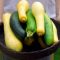 When to Plant Squash Seeds