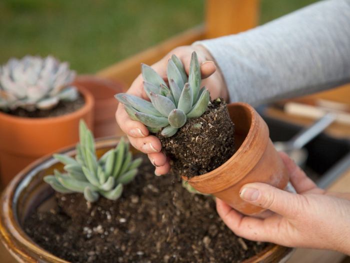 Seeds succulents