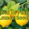 How Do You Plant a Lemon Seed?