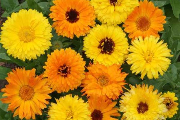 When to plant calendula seeds