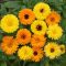 When to Plant Calendula Seeds