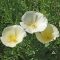 How to Plant California Poppy Seeds