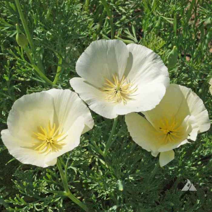 How to plant california poppy seeds