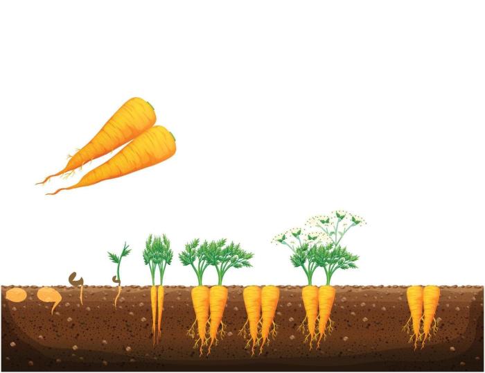 How to plant carrots from seed