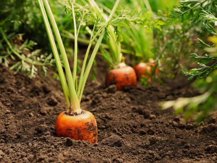 Where are carrot seeds on the plant