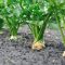 How to Plant Celery Seeds A Comprehensive Guide