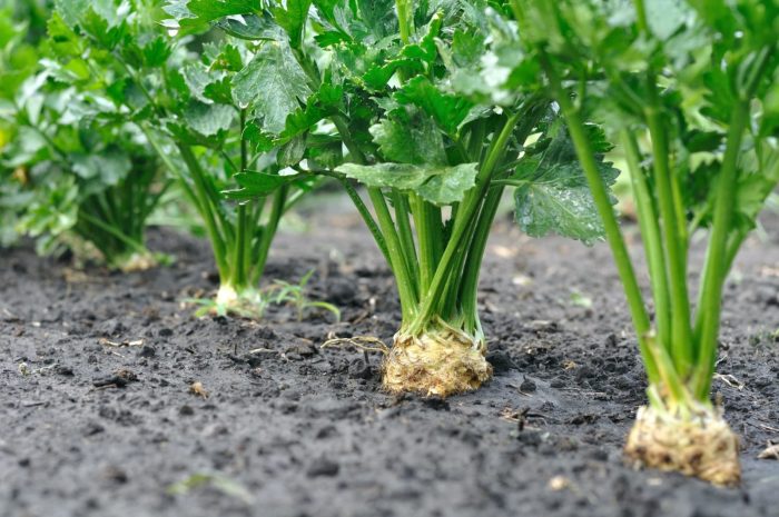 Celery tipsbulletin growing veggies