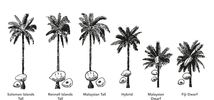 How to plant a coconut seed