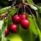 How to Plant Cherries From Seed