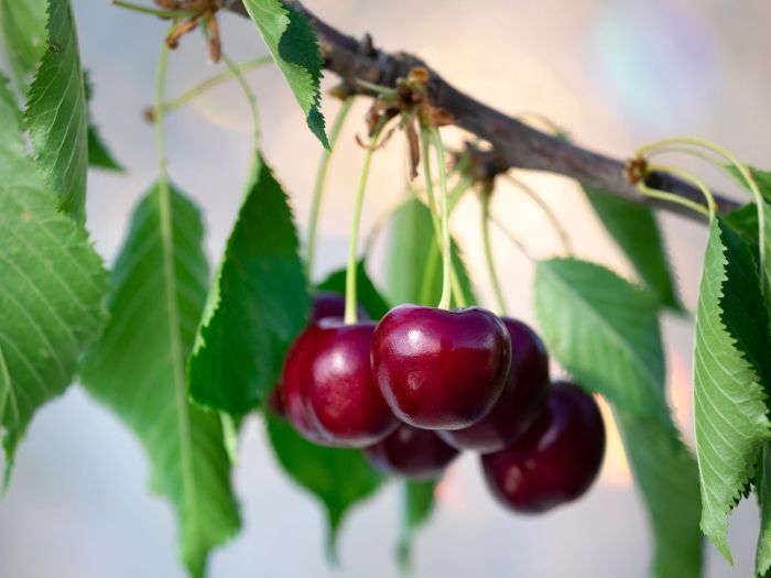 How to plant cherries from seed