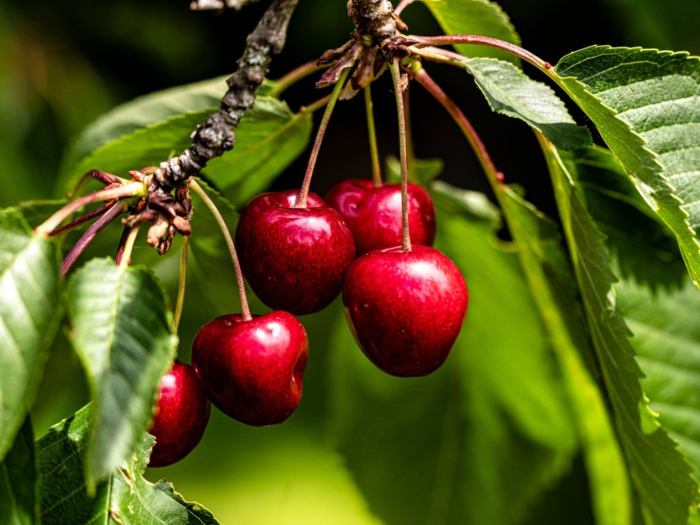 How to plant cherries from seed